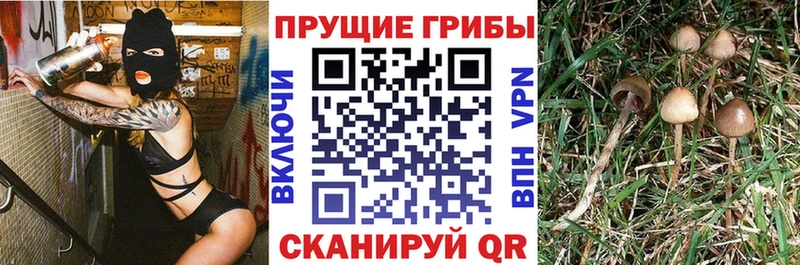 Галлюциногенные грибы MAGIC MUSHROOMS  где найти   Новокузнецк 